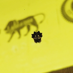 Thelacantha brevispina