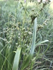 Scirpus pedicellatus