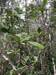 Psychotria obtusifolia image