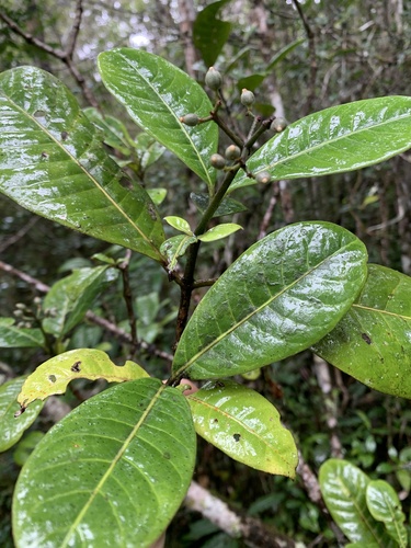 Psychotria obtusifolia image