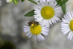 Halictus aerarius