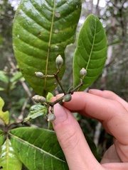 Psychotria obtusifolia image