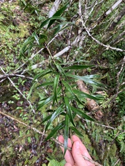 Dracaena reflexa image