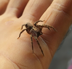 Centroctenus brevipes