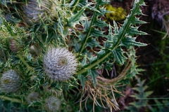 Cirsium nivale