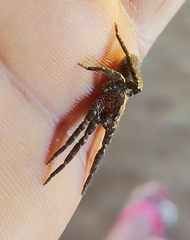 Centroctenus brevipes