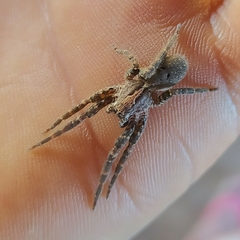 Centroctenus brevipes