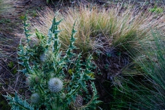 Cirsium nivale