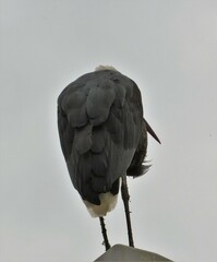 Ciconia microscelis