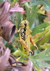 Podisma amedegnatoae