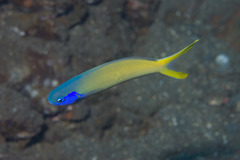 Bluehead Tilefish photo 5