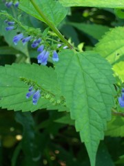 Scutellaria lateriflora grohii