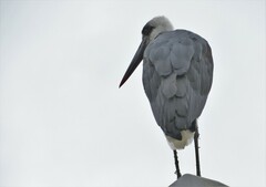 Ciconia microscelis
