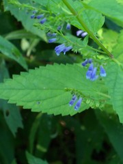 Scutellaria lateriflora grohii