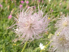 Pulsatilla alpina
