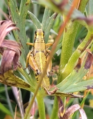Podisma amedegnatoae
