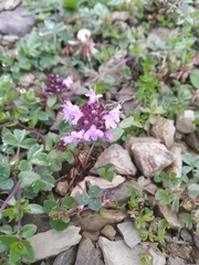 Thymus linearis