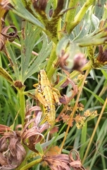 Podisma amedegnatoae