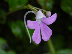 Impatiens acaulis
