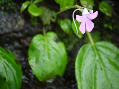 Impatiens acaulis
