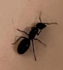 Camponotus pennsylvanicus