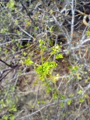 Bursera laxiflora