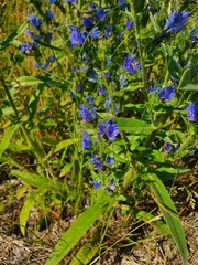 Echium vulgare