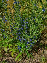 Echium vulgare