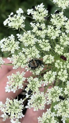 Trichiotinus viridans