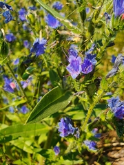 Echium vulgare