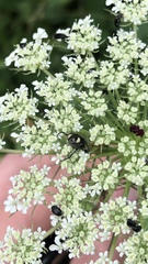 Trichiotinus viridans
