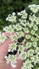 Trichiotinus viridans
