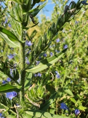 Echium vulgare