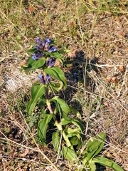 Gentiana cruciata cruciata