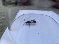 Sceliphron curvatum