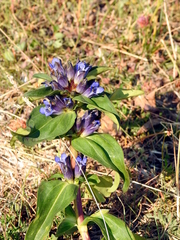 Gentiana cruciata cruciata