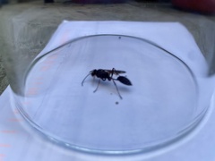 Sceliphron curvatum