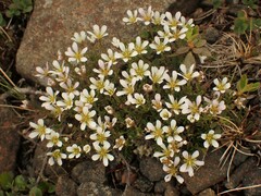 Cherleria marcescens
