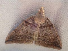 Zanclognatha laevigata