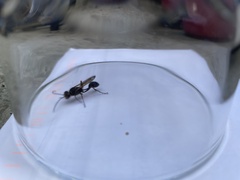 Sceliphron curvatum