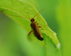 Adelphocoris suturalis