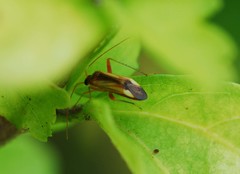 Adelphocoris suturalis