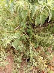 Amaranthus spinosus