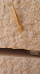 Oecanthus dulcisonans
