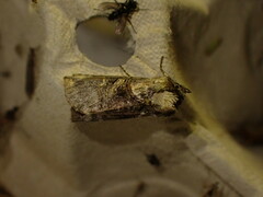 Abrostola tripartita