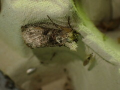 Abrostola tripartita