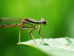 Platycnemis phyllopoda