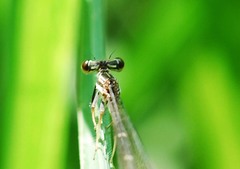 Platycnemis phyllopoda
