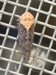 Paraphlepsius fulvidorsum