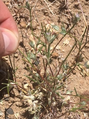 Eriastrum sparsiflorum